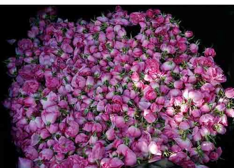 غنچه گل محمدی خشک