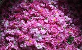 آخرین قیمت غنچه گل محمدی خشک