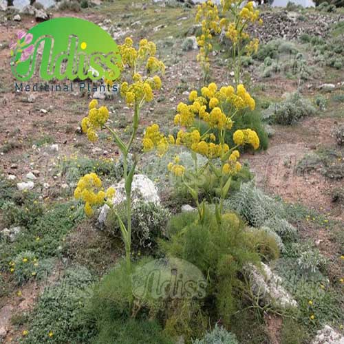 باریجه خشک شده